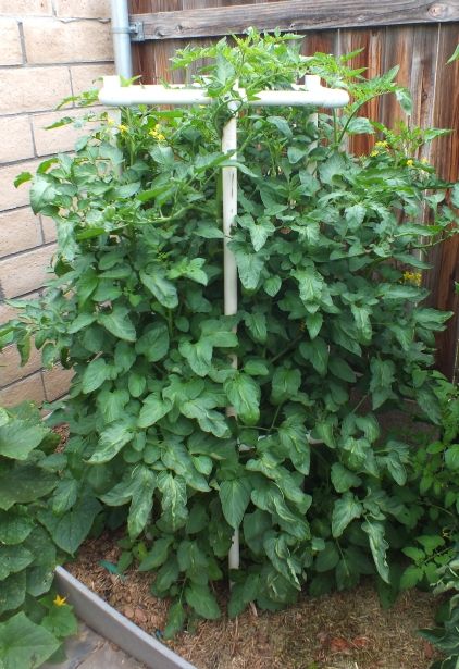 Selbo's Ribbed Red Cherry photo SelbosRedRibbedCherry_zpsd86f8841.jpg